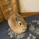 チョキはぐーより強し