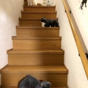 抱っこをしてほしくて順番待ちをする猫