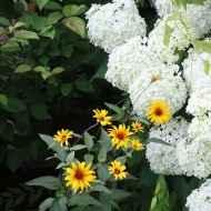 【夏の庭】アナベルの横に敢えて植えてみた！花はすでに夏から次の季節に繋いでる♪