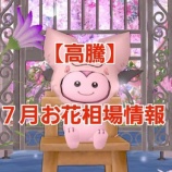 『【高騰】７月お花相場情報。』の画像