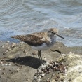 2025年7月17日の野鳥公園