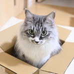 猫とふたり暮らし～evaとaiaiの日常～