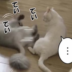 ネコが寝転んだまま「猫キック」をしていた。しかし相手の猫には届かない。ノーダメージだ！ → と思ったら…