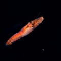 5月9日　刺激的な水中生物
