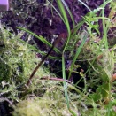 1匹だけになり引きこもるカスミサンショウウオ