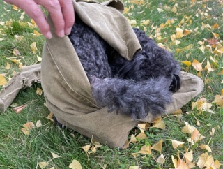 セラピー犬が来ました