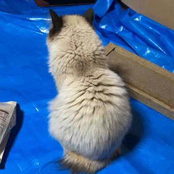 【猫日記】猫が診察後に様子がおかしくなった原因
