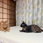 猫々