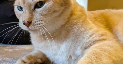 麦くん便り　2026年版