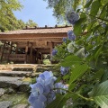 思い立ったら翌日出発！還暦の一人旅は、阿弥陀寺の美しいアジサイと御朱印から