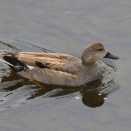 泳いでいるヨシガモです