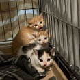 珍妙子猫のしあわせ通信　20260927