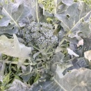 茎ブロッコリー🥦　2026春