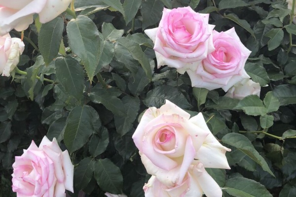 ビューティーハニーの美容ブログ 痩せるわよ 19年11月