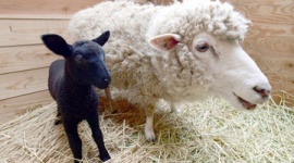 白い羊の母親から黒い羊の赤ちゃん…千葉市動物公園