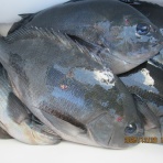 中本渡船　釣果情報