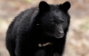 【クマとの多文化共生社会】秋田県　出勤するのも命がけになる