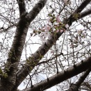 九品仏川緑道桜並木、勝手に開花宣言2026