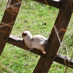 のら風絵日記リニューアル！