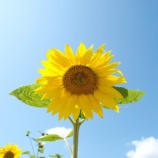 『元気?と聞いてくる』の画像