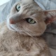 どうも、猫です。😁