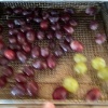 エアフライヤーでドライフルーツを作ってみたよ！美味しくてオススメ〜！