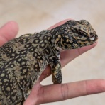 爬虫類クラブJ 横須賀店ブログ