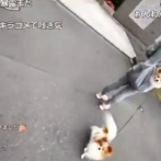 【動画】配信者さん、犬の散歩中の女性に背後から突然「ワンちゃん可愛いですよねぇ」と声をかける→結果ｗｗｗｗｗｗｗｗｗ