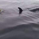 シャチのすぐ横で漁師がロープとブイを引き上げる映像、その経緯でコメントが割れる【海外の反応】