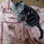 ﾈｺﾁｬﾝのﾆﾝｹﾞﾝ育成日記