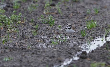 麦藁帽子の自然観察日誌