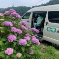紫陽花ドライブ！