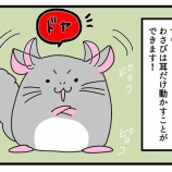 『みみなしわさいちが可愛い。』の画像