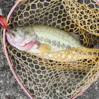 フラッター日誌