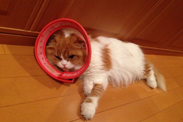 再発子宮体癌と闘うブログ ときどきニャンコ 猫