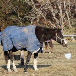 『穏やかな余生』の画像