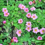 カリフォルニアのばあさんブログ