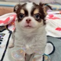 とっても綺麗な瞳のチワワくん