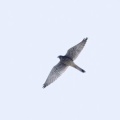 2026年7月22日の野鳥公園
