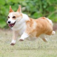5-31-1　登　KORNERちゃん　２歳　南あわじドッグラン・飛行犬撮影所にて
