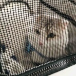 ピアノときどき猫