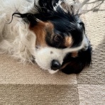 イヌじゃないの、ムスメなの☆