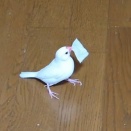 今日の文鳥
