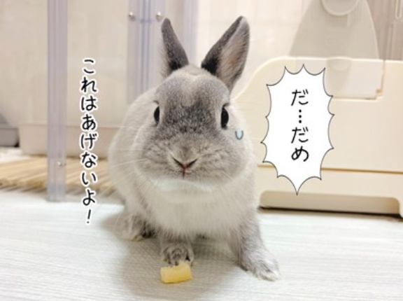 うさぎのルリ(10/10追記)
