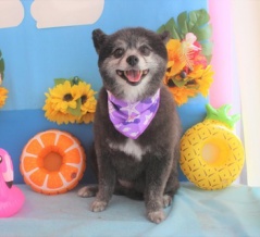 ぐみちゃん（ポメラニアン）