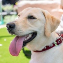 「ペットにしたい大型犬」ランキング　3位「ラブラドールレトリバー」2位「シベリアンハスキー」…1位は？