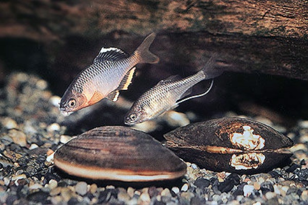 希少種のタナゴ無許可で譲り受け 増えすぎ Sosで発覚 サイクリング ウォーキング