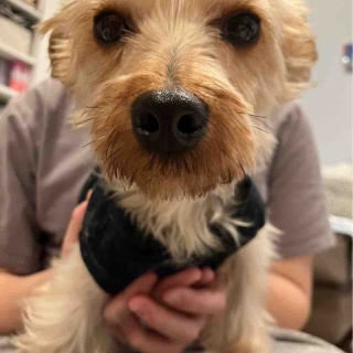 WanWan net🐾ボランティアチーム