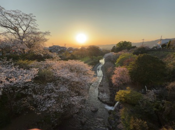 琴海戸根川の桜並木から橘神社まで！桜めぐり（長崎市・諫早市・雲仙市）