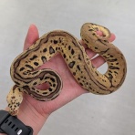 爬虫類倶楽部仙台店ブログ